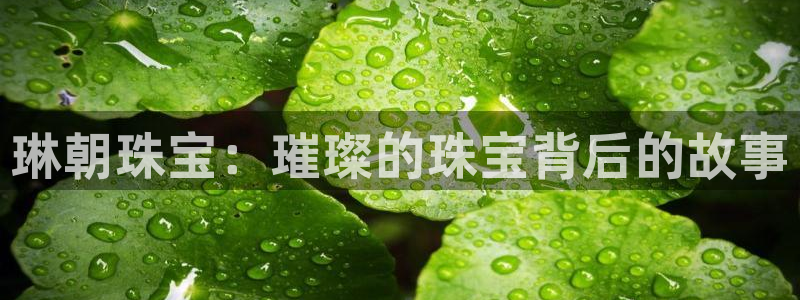 新宝5是谁的